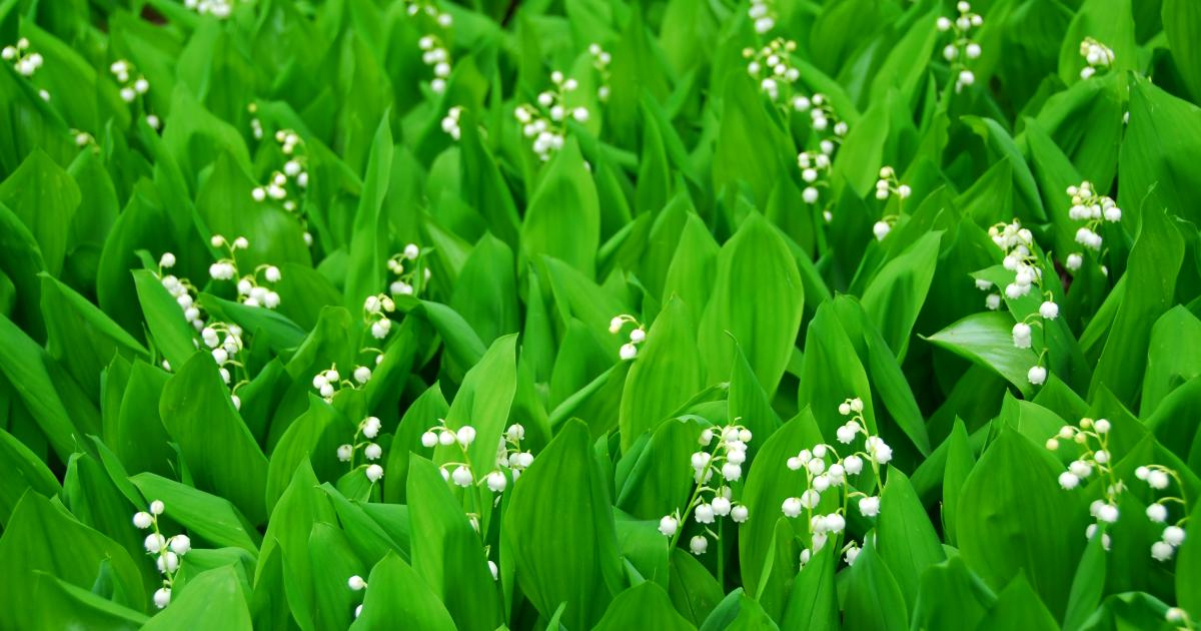 5-may-lily-of-the-valley