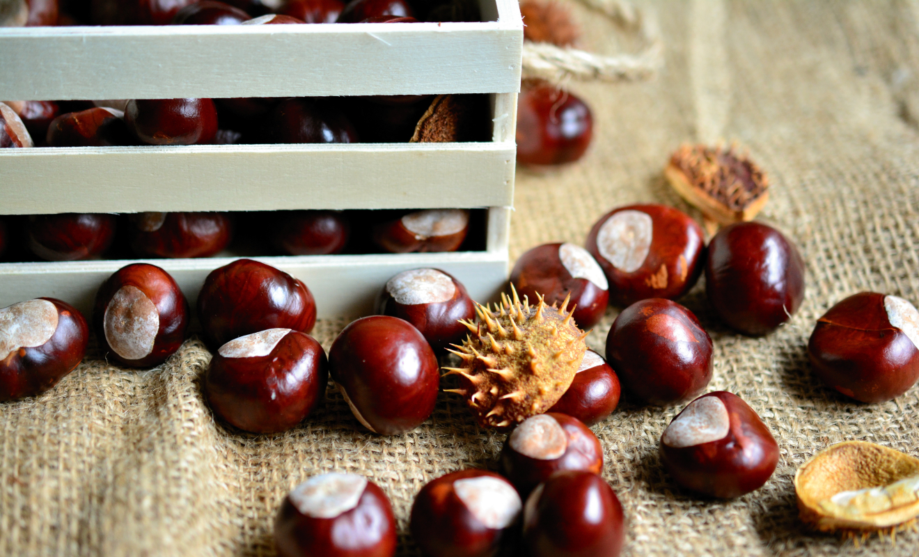 congerdesign-chestnuts-3693487