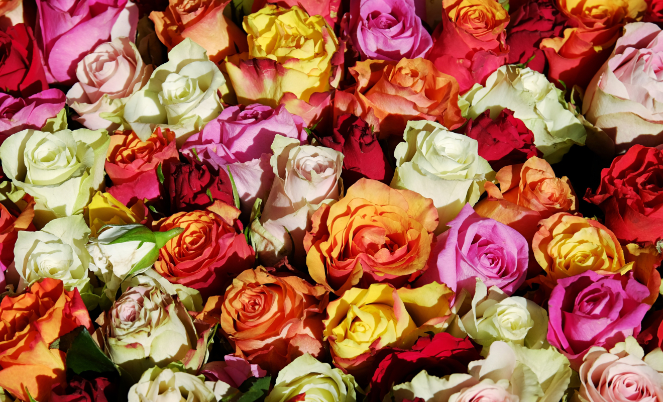 couleur-roses-3256796