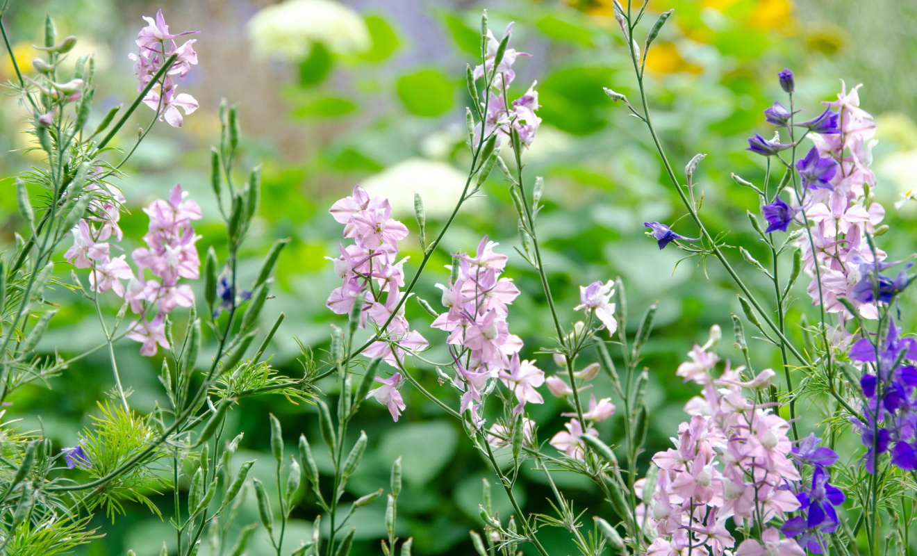 kathas_fotos-ordinary-field-larkspur-5402003