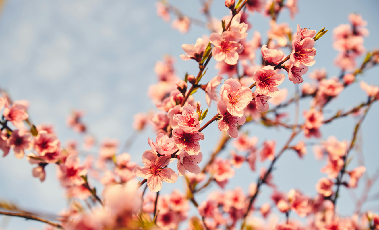 pexels-merictuna-30573712