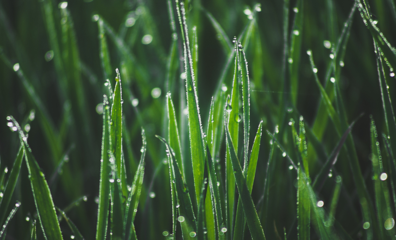 ruslansikunov-grass-7168204