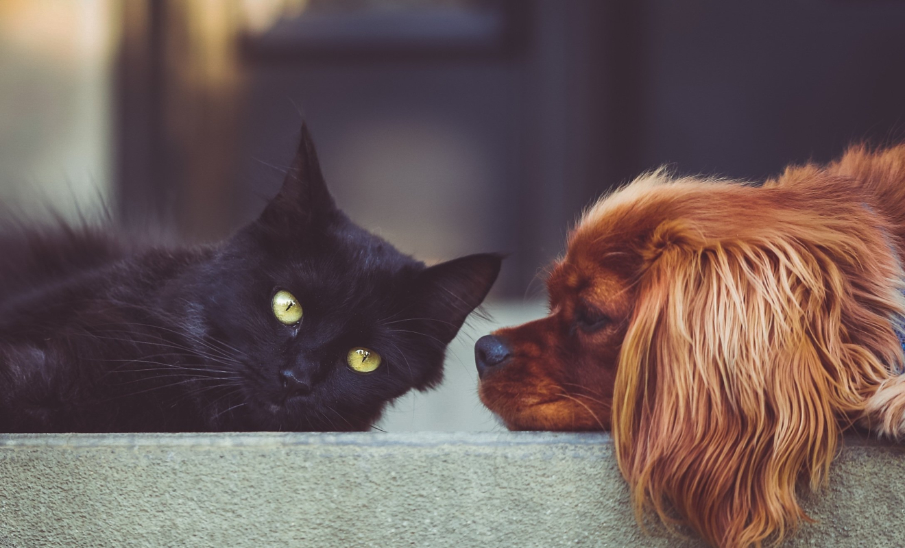 stocksnap-dog-2606759