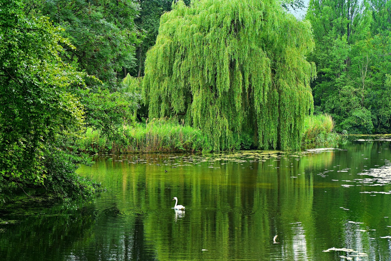 weeping-willow-4334489_1280